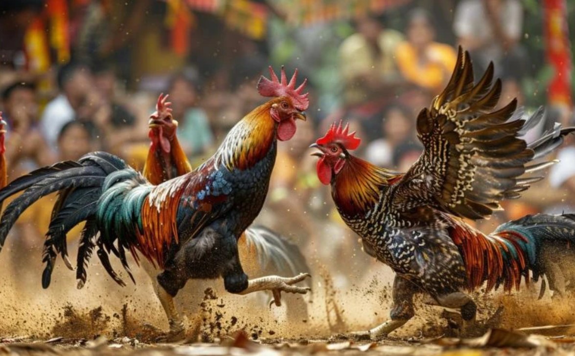 Nét Độc Đáo Của Đá Gà 789P